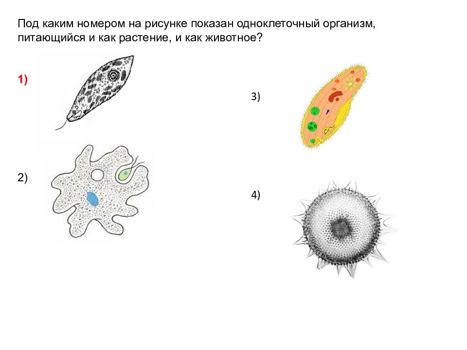 Какое явление изображено на рисунке биология огэ