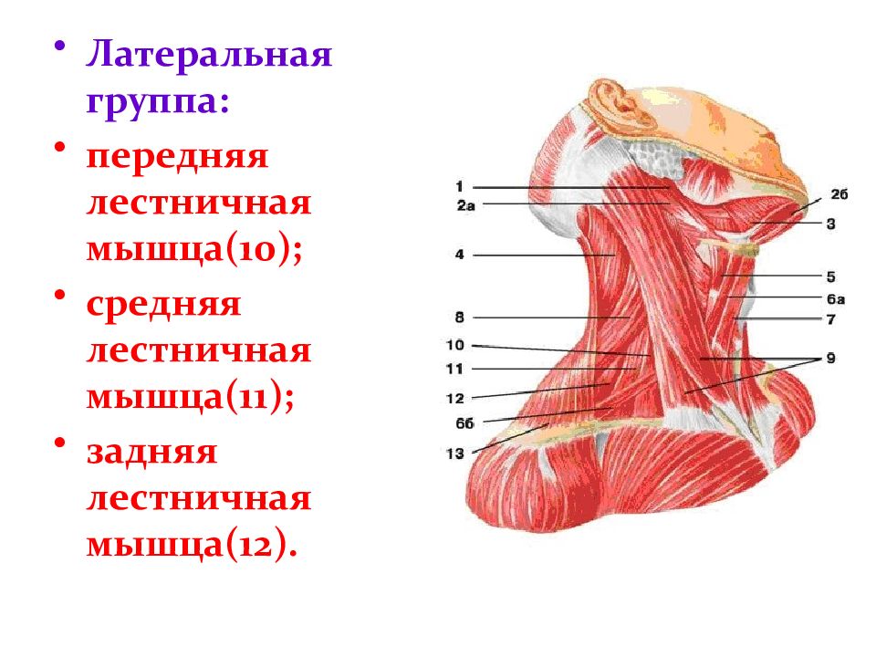 Лестничные мышцы анатомия. Передняя лестничная мышца шеи анатомия. Передние лестничные мышцы шеи анатомия. Задняя лестничная мышца шеи анатомия. Мышцы шеи анатомия лестничные мышцы.