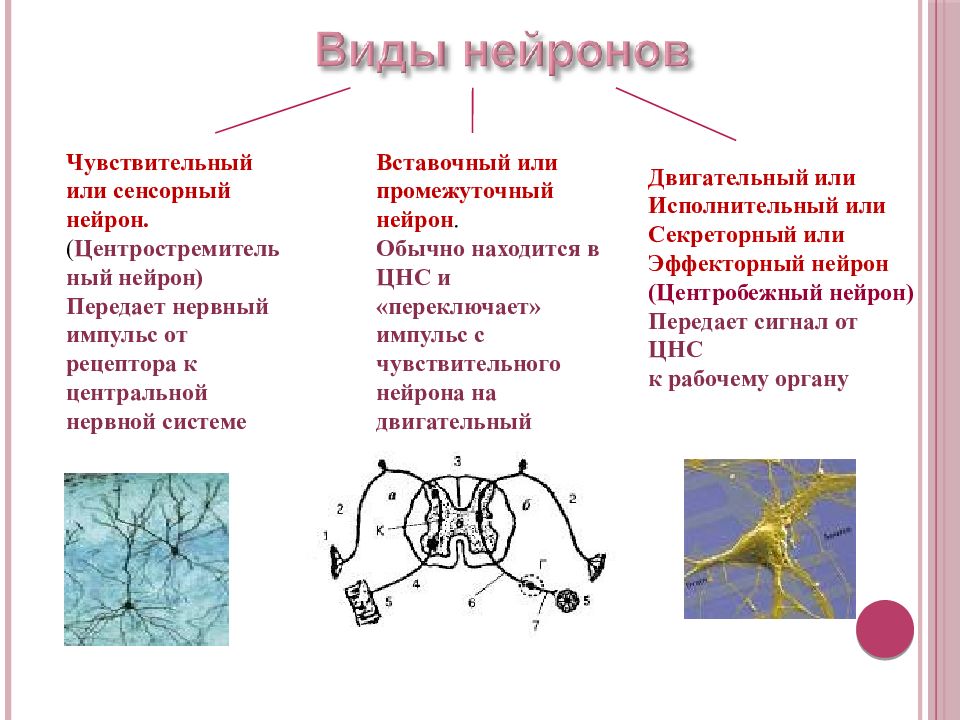 Нейрон схема вставочный