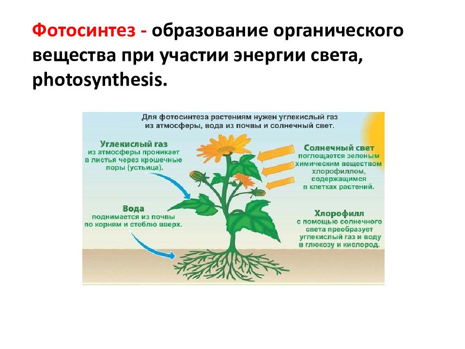 При дыхании растений образуются органические вещества. Образование органических веществ в растении. Образование органических веществ в растении 6 класс. Растения для образования органических веществ необходимы ответ. Для образования органических веществ в листе необходима.
