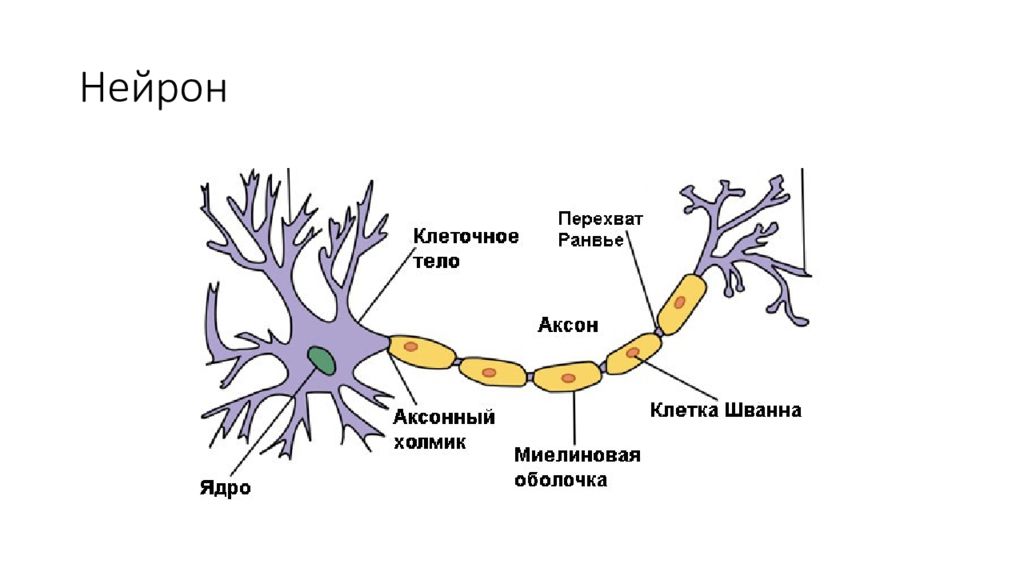 Ткань нейрона