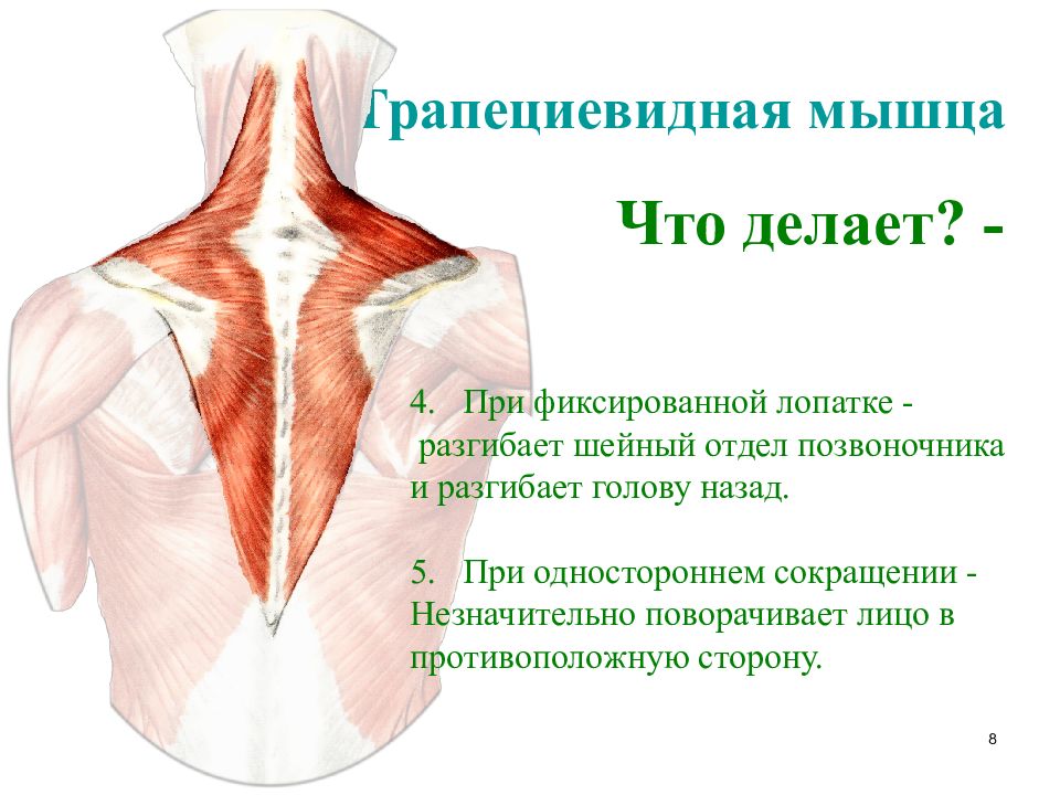 Мышцы спины презентация