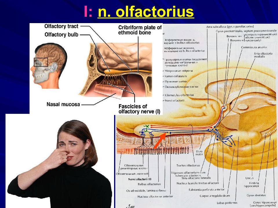 Отдел обонятельного нерва. Обонятельный нерв анатомия схема. Обонятельный нерв (n. olfactorius). Обонятельный нерв схема неврология. Обонятельный нерв анатомия и топография.