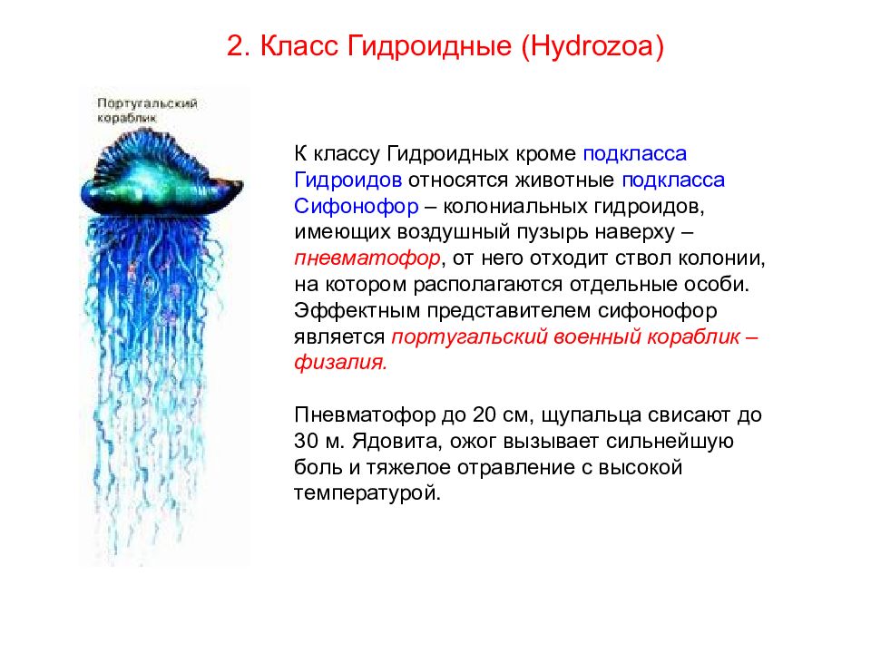 Класс гидроидные. Биология 7 класс сообщение Гидроидные. Характеристика кишечнополостных класс Гидроидные. К классу гидроидных относятся. Класс Гидроидные представители.