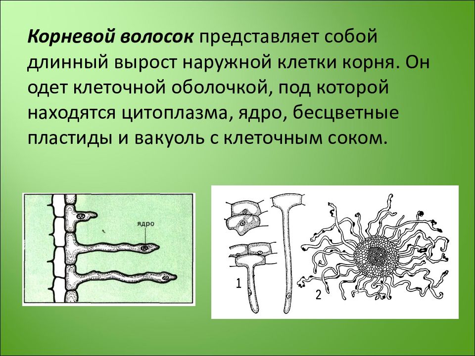 С чем связаны строения клетки корневого волоска. Строение корневого волоска. Корневой волосок представляет собой. Строение корневых волосков. Корневые волоски функции.