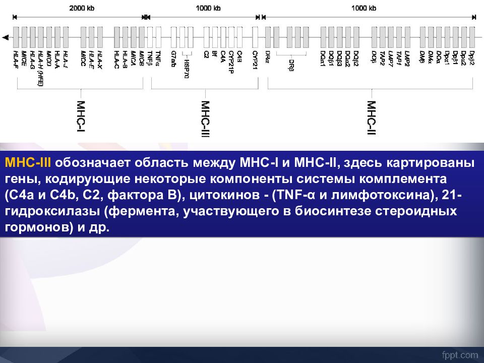 Главный комплекс гистосовместимости презентация