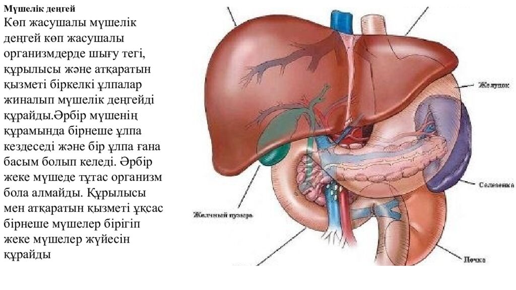 Сабақтың мақсаттары 5.4.2.2. Тірі ағзалардың құрылымдық деңгейлерін