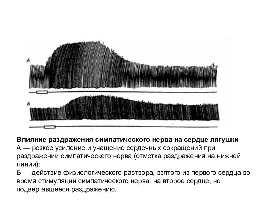 Резко а г. Влияние блуждающего нерва на сердце лягушки открыто.