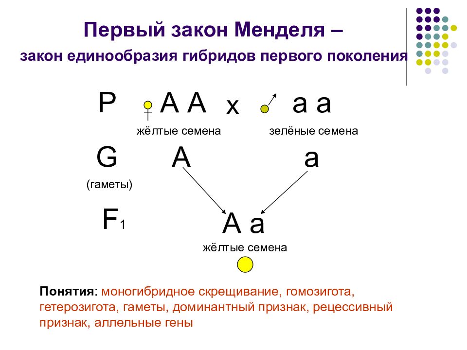 Презентация 1 закон менделя