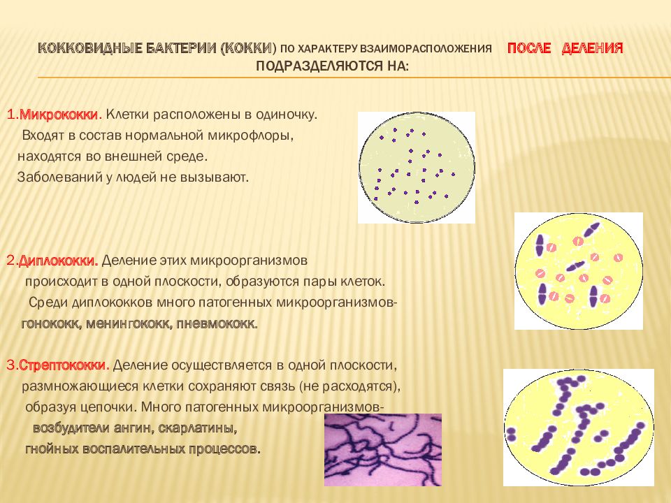 Основные формы бактерий