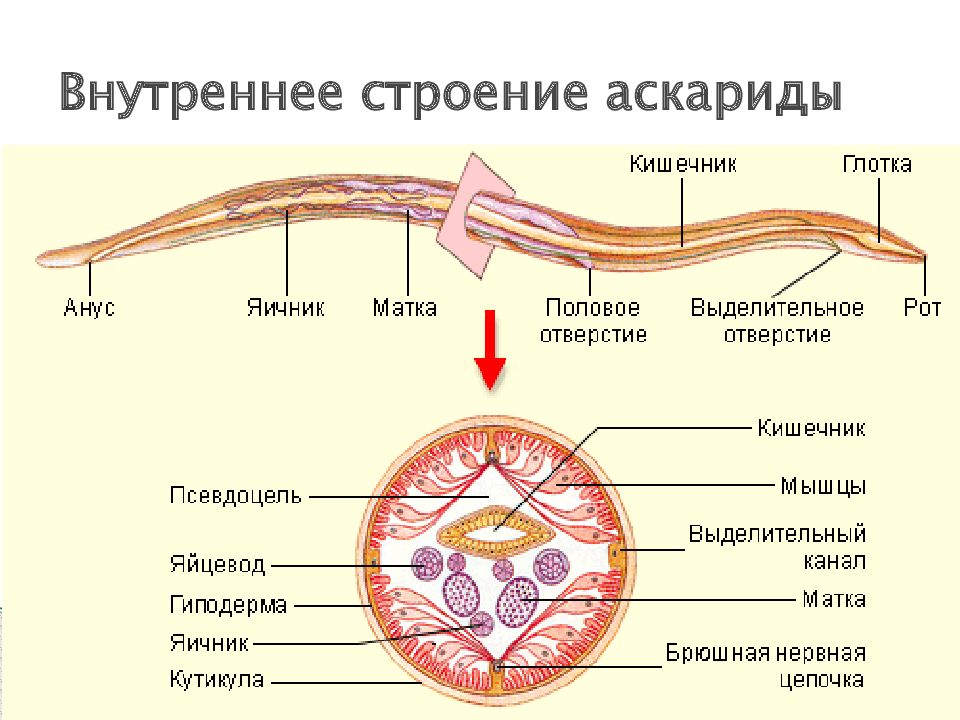 Какие особенности строения и образа жизни аскариды