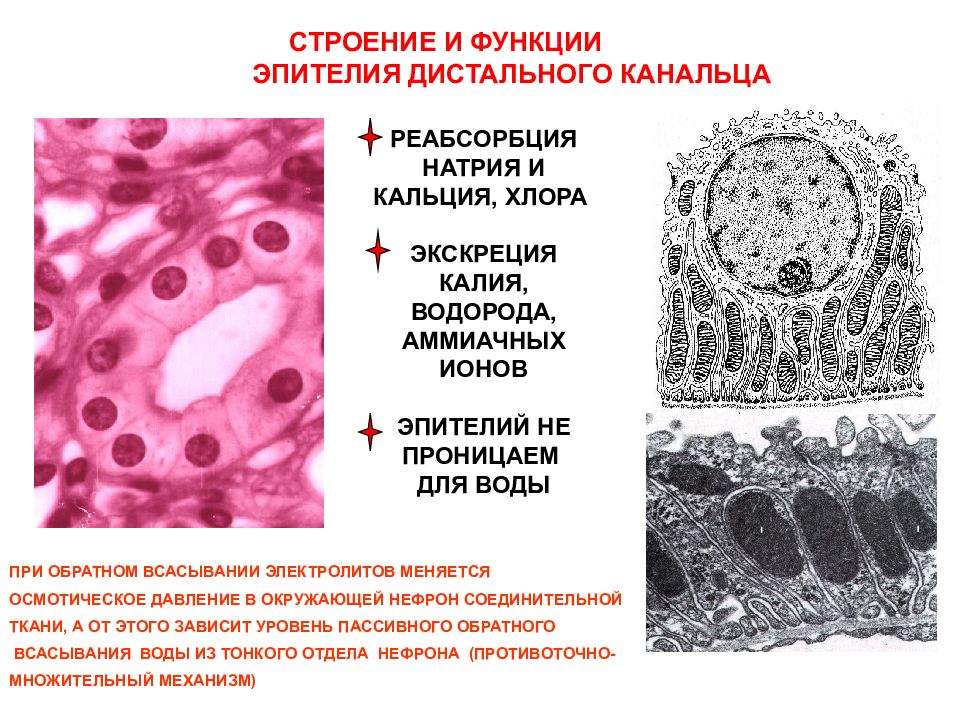 Клетки почек. Эпителий каналтца нефрона. Дистальные канальцы нефрона эпителий. Дистальный извитой каналец эпителий гистология. Эпителий канальцев нефрона препарат.