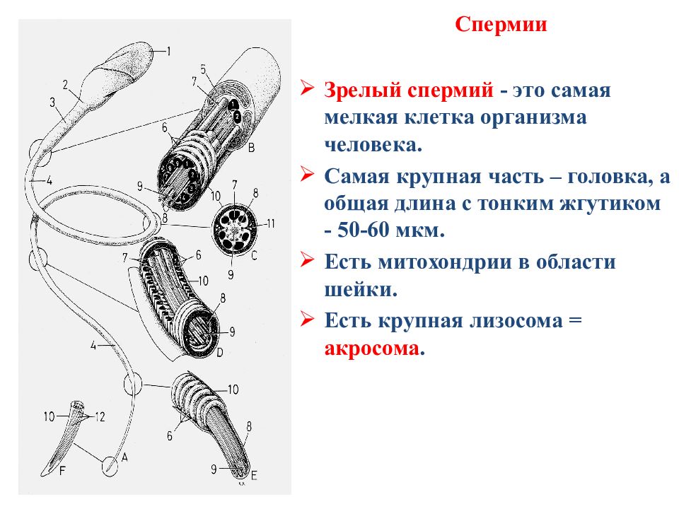 Спермий. Спермий это в биологии. Что такое спермий кратко. Спермий определение.