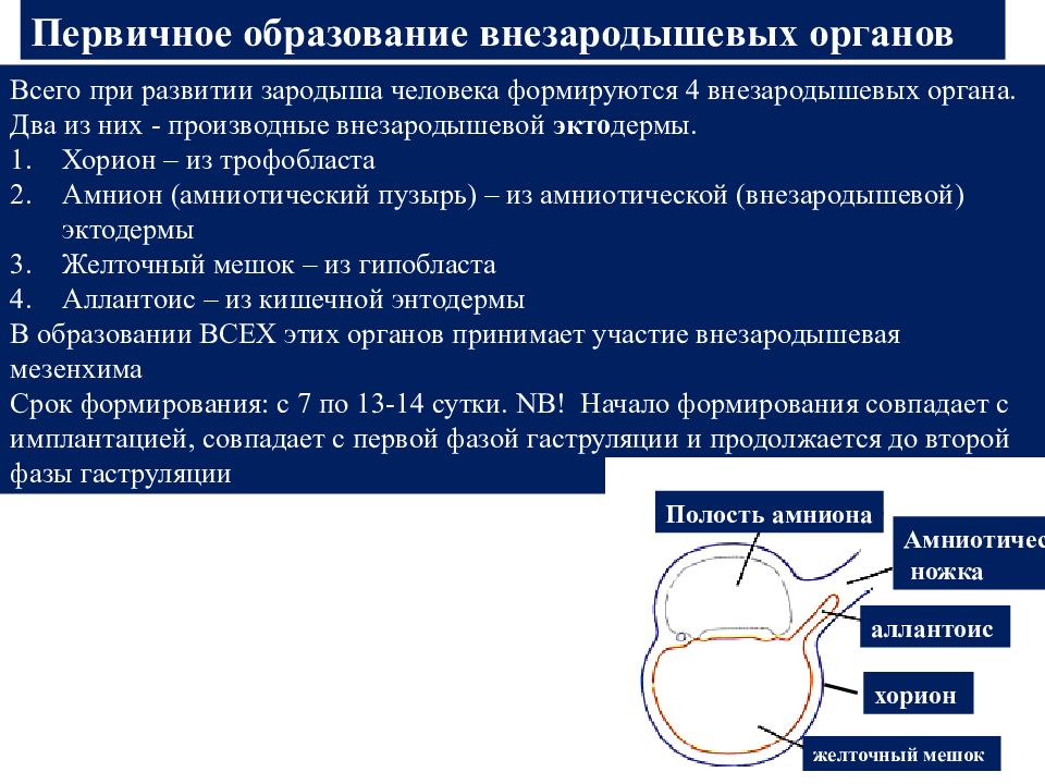 Внезародышевые органы человека. Развитие внезародышевых органов. Формирование внезародышевых органов у человека. Первичное образование внезародышевых органов. Формирование внезародышевых органов при развитии человека.