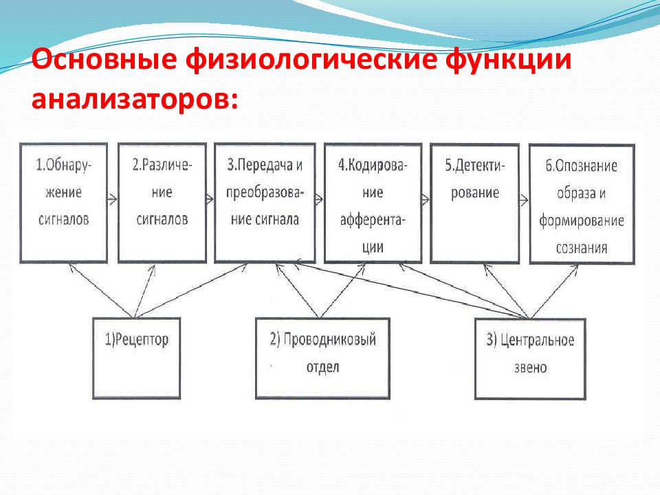 Физиология анализаторов физиология презентация