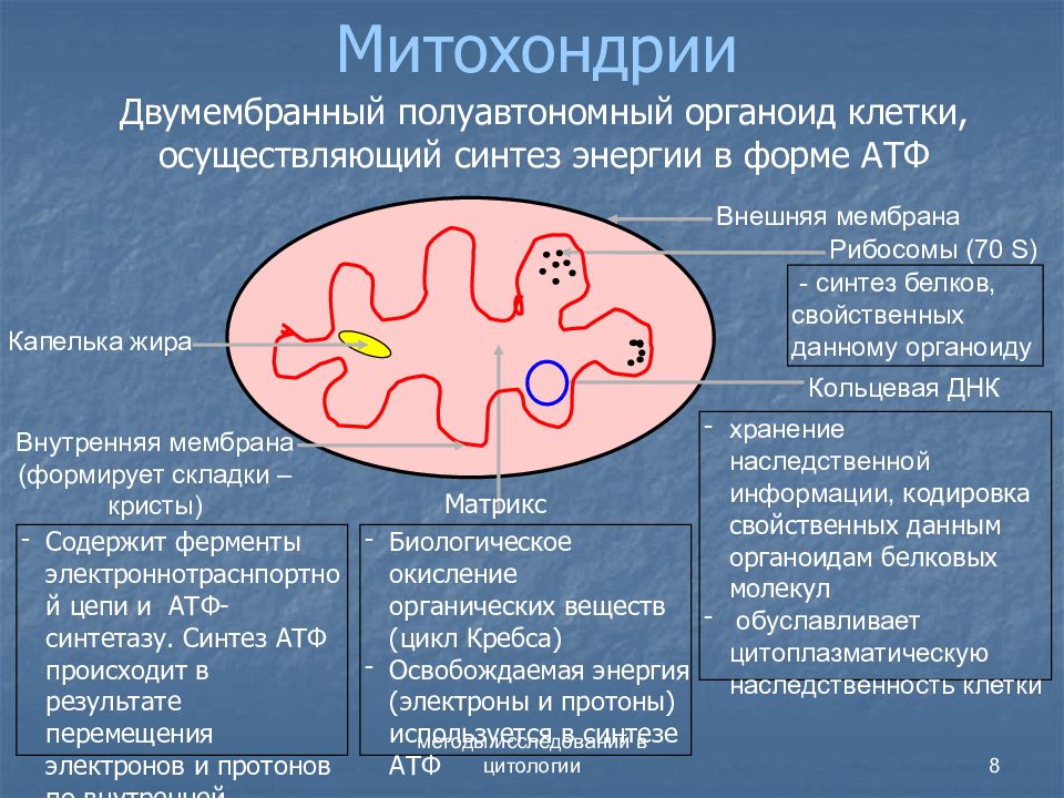 Митохондрии синтезируют атф. 70s рибосомы митохондрий. Митохондрия полуавтономный органоид. Полуавтономная арганоиды.