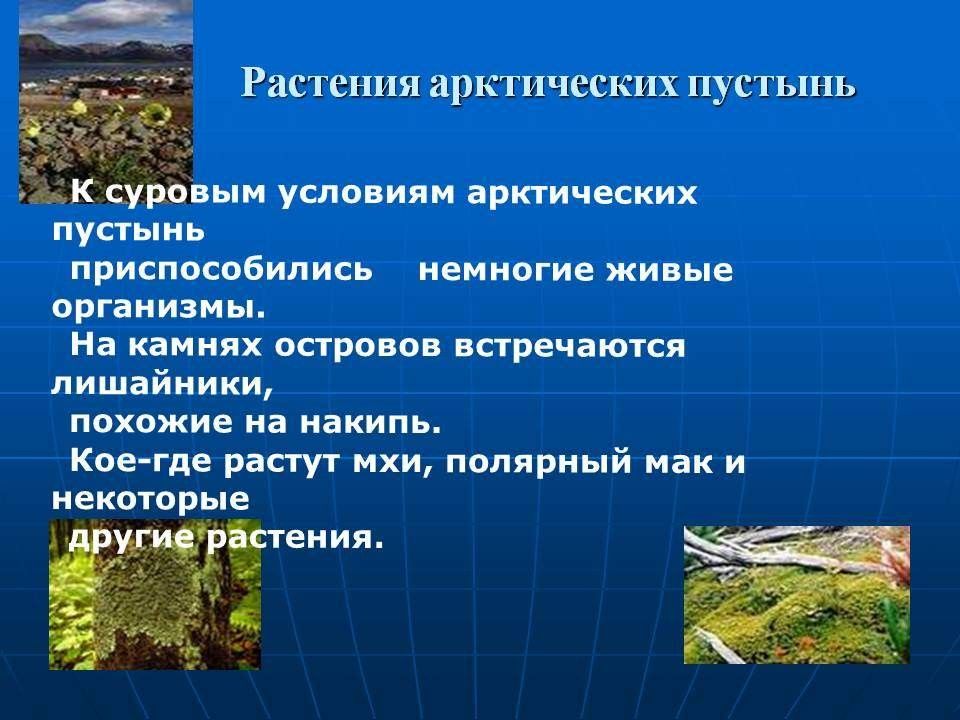 Приспособления животных и растений в арктических пустынях