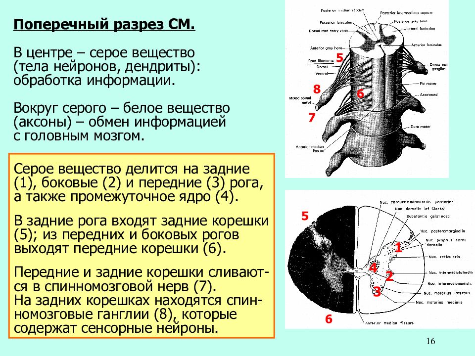 Серое вещество мозга образовано. Серое вещество тела нейронов. Серое вещество дендриты. Серое вещество нервной системы это. Серое вещество аксоны нейронов.