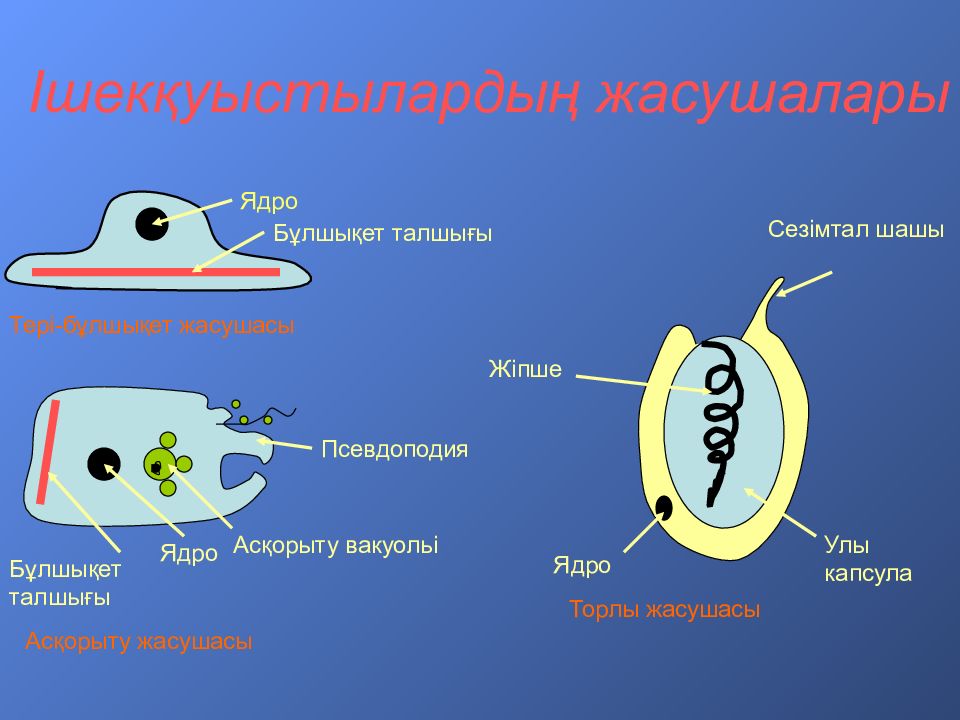 Что обозначено на рисунке цифрой 4 ядро цитоплазма пищеварительная вакуоль