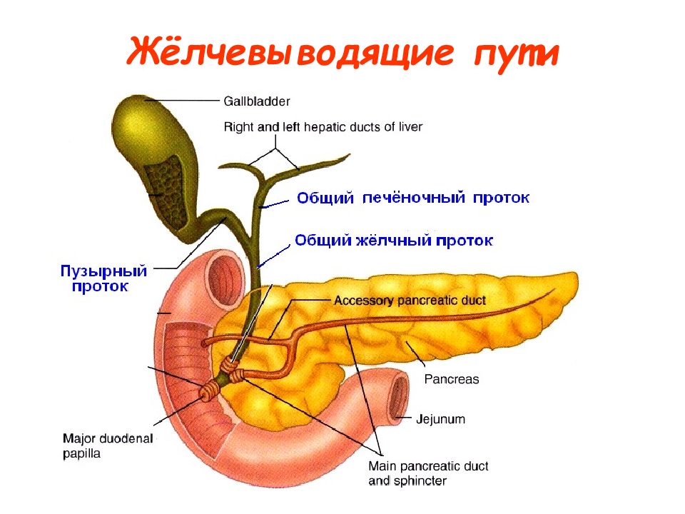 Схема расположения желчного пузыря у человека