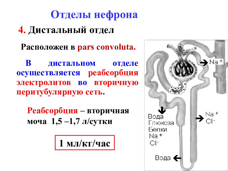 Мочевыделительная система почка нефрон. Отделы нефрона анатомия. Строение нефрона почки реабсорбция. Мочевыделительная система строение нефрона. Структуры нефрона и их функции.