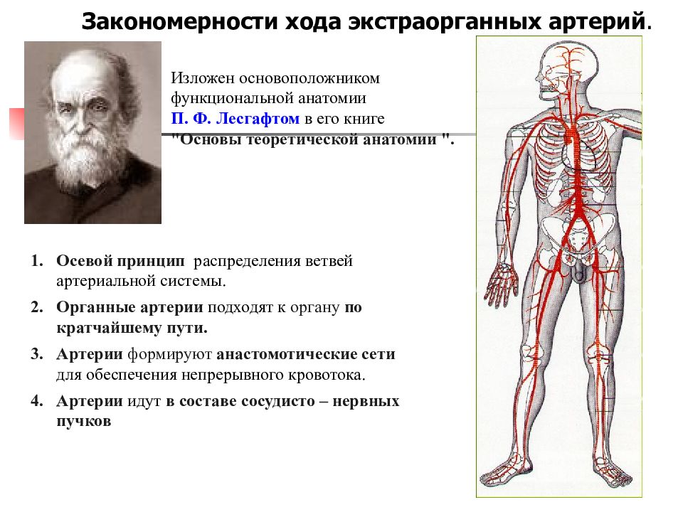 Ход артерий. Закономерности хода артерий. Закономерности распределения экстраорганных артерий. Закономерности анатомии и топографии артерий. Закономерности хода и ветвления артерий.