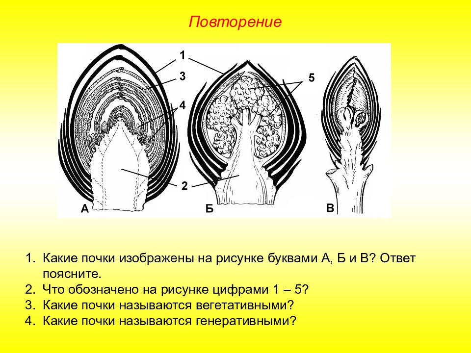 Какой элемент цветочной почки обозначен на рисунке цифрой 1