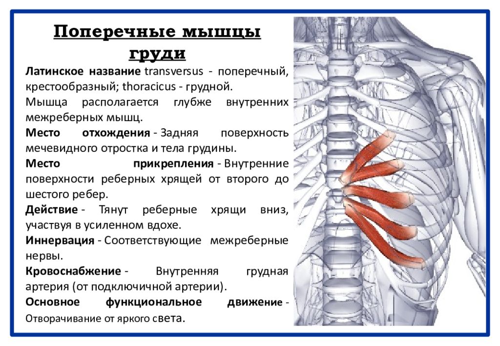 Болит спина и ребра что это. Мышца вращатель грудной клетки. Поперечная мышца грудины. Мышцы груди поперечная мышца. Внутренние межреберные мышцы.