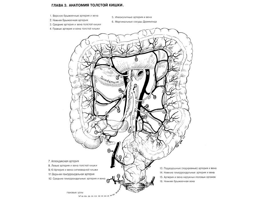 Кровоснабжение толстой кишки схема