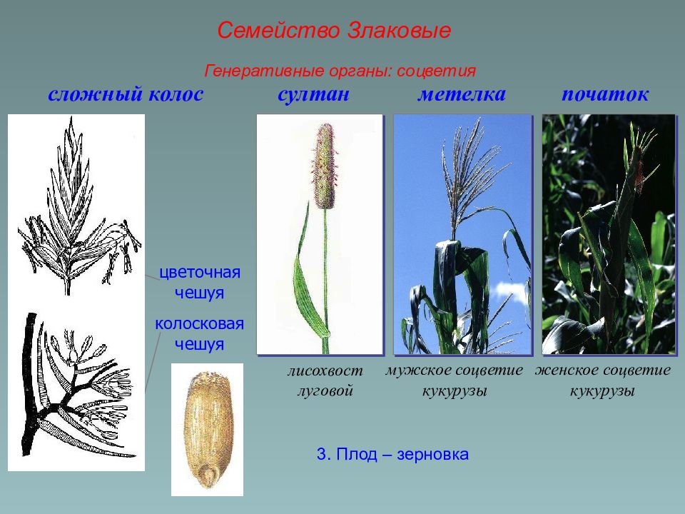 Описание семейства злаковые по плану