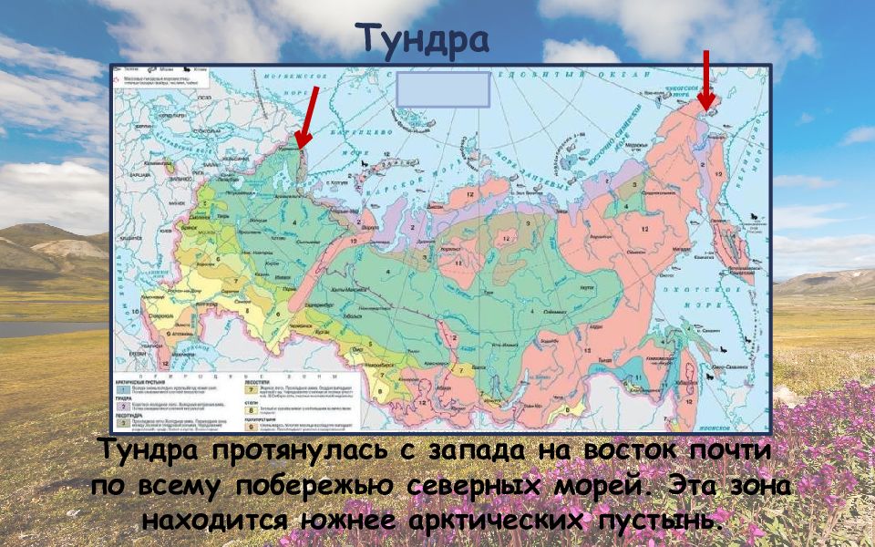 Эта природная зона протягивается вдоль северного побережья