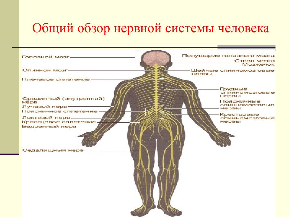 2 нервной системы. Общий обзор строения и функций нервной системы. Нервная система человека. Строение нервной системы человека. Обзор нервной системы.