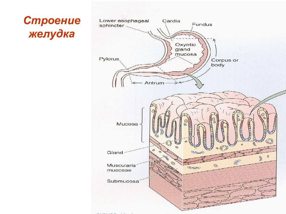Слизистая оболочка состоит из слоев. Оболочки стенки желудка анатомия. Схема строения стенки желудка. Схематическое строение стенки желудка. Строение ткани желудка.