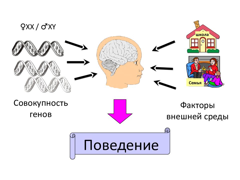 Генетика поведения собак презентация