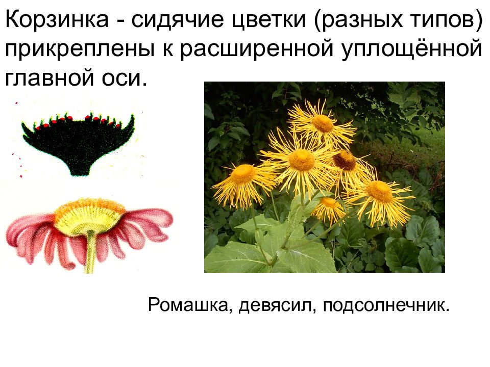 Сидячие цветки. Генеративные органы растений. Генеративные органы ромашки. Генеративные органы соцветия