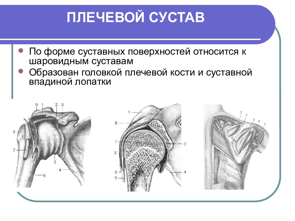 Плечевой сустав образован костями. Форма суставной поверхности плечевого сустава. Плечевой сустав образован. По форме суставных поверхностей плечевой сустав относится к. Шаровидный сустав.