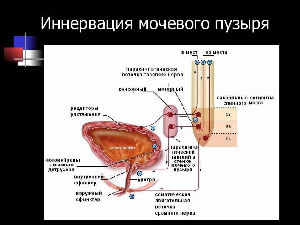 Мышцы мочевого. Иннервация мочевого пузыря анатомия. Парасимпатические нервы мочевой пузырь. Иннервация мочевого пузыря схема. Вегетативная иннервация мочевого пузыря.