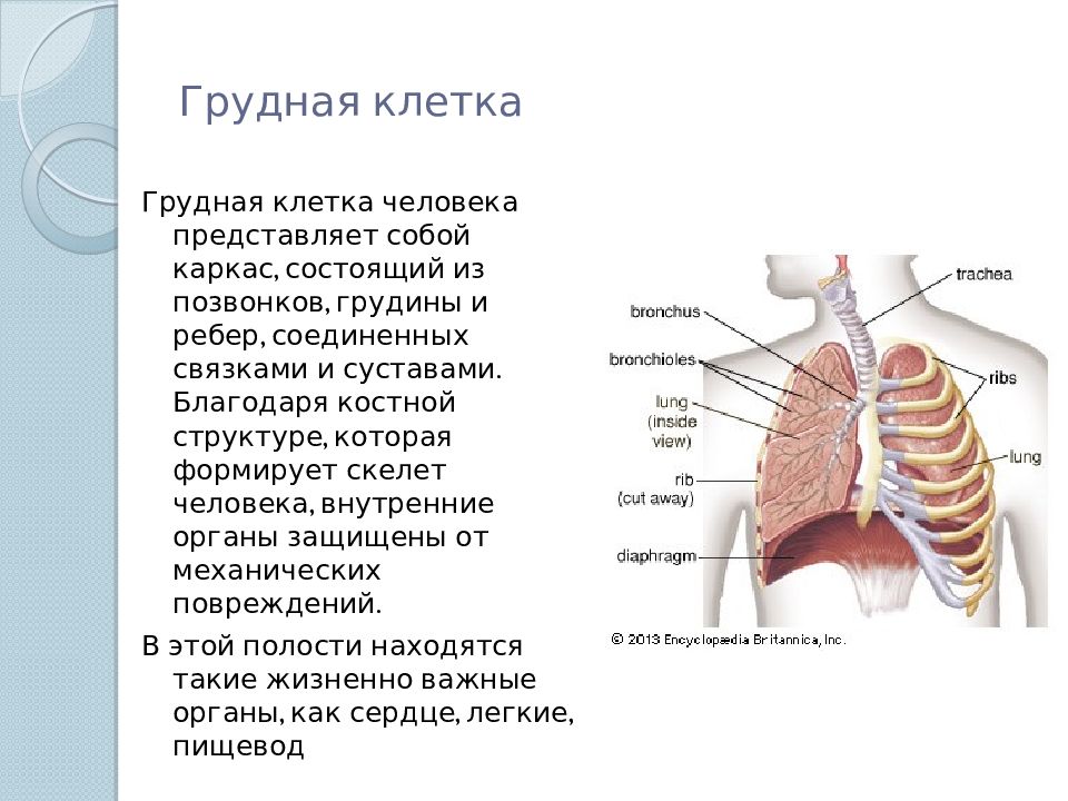 Какое значение грудной клетки