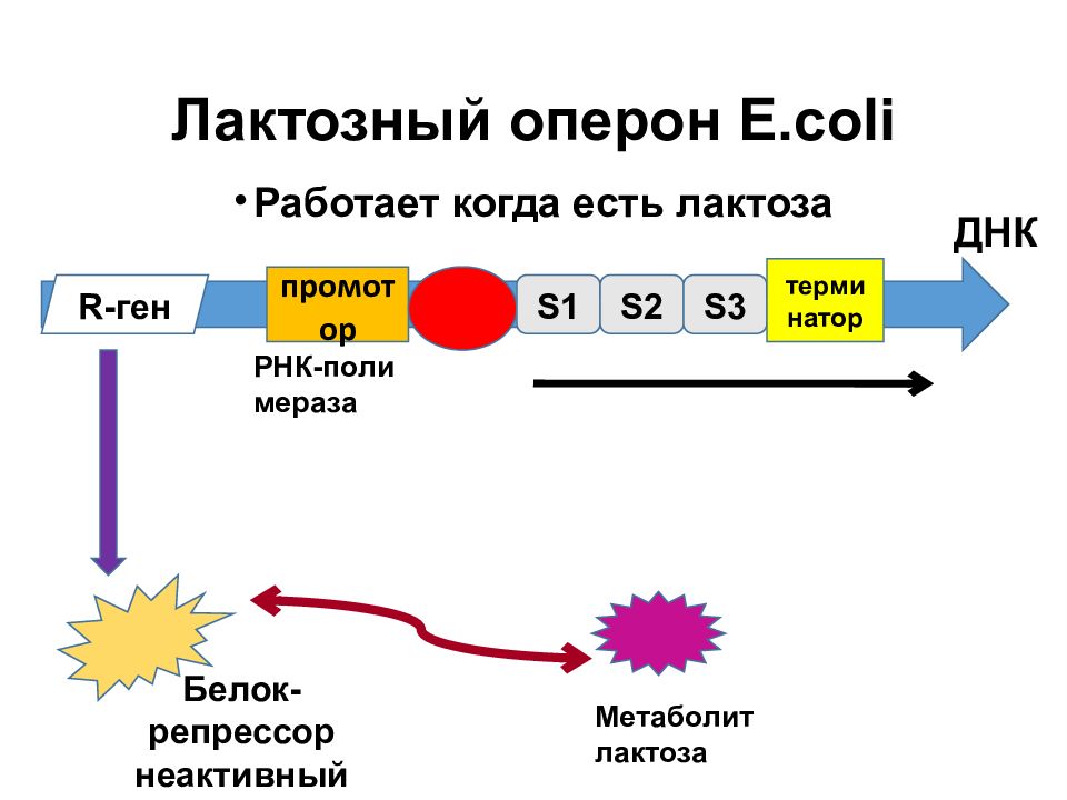 Регуляция биосинтеза белков у прокариот. Лак оперон регуляция. Лактозный оперон кишечной палочки. Схема лактозного оперона кишечной палочки. Lac оперон схема.