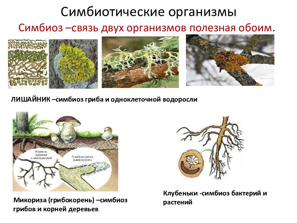 Презентация бактерии грибы лишайники