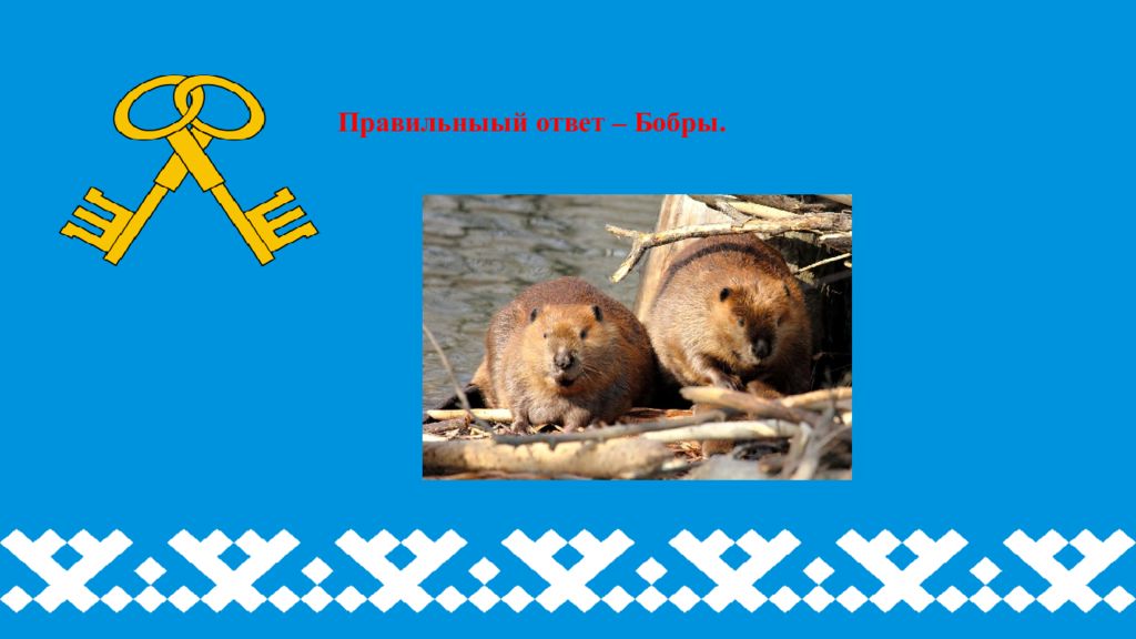 бобер ответы. бобер ответы. бобры на кавказе. бобер картина. бобер ответы.