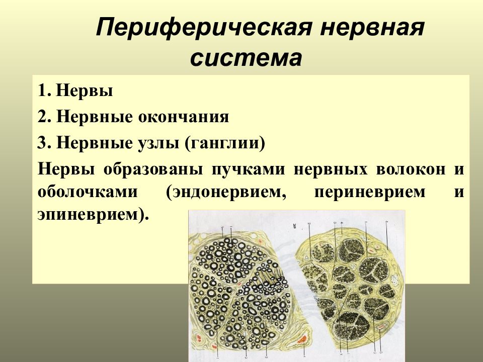 Периферическая нервная система слова. Строение периферической нервной системы. Ганглии периферической нервной системы. Периферическая нервная система состоит из нервов и нервных узлов. Периферический нерв.