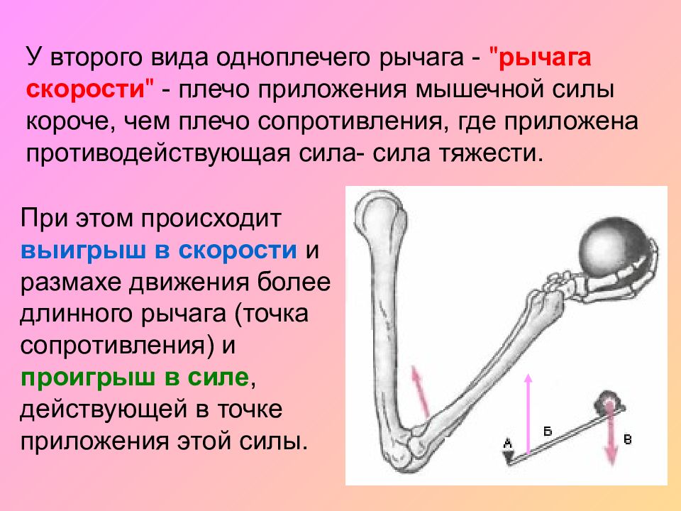 Презентация рычаги у насекомых