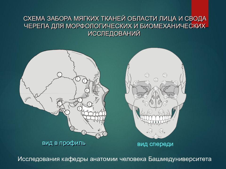 Развитие черепа в онтогенезе. Развитие черепа в онтогенезе анатомия. Краниология череп животных.