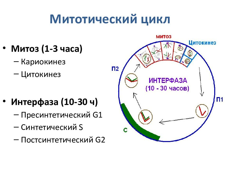 1 жизненный цикл клетки митоз. Жизненный цикл клетки интерфаза. Жизненный цикл клетки митоз схема. Схема клеточного цикла интерфаза. Интерфаза + митоз митотический цикл.