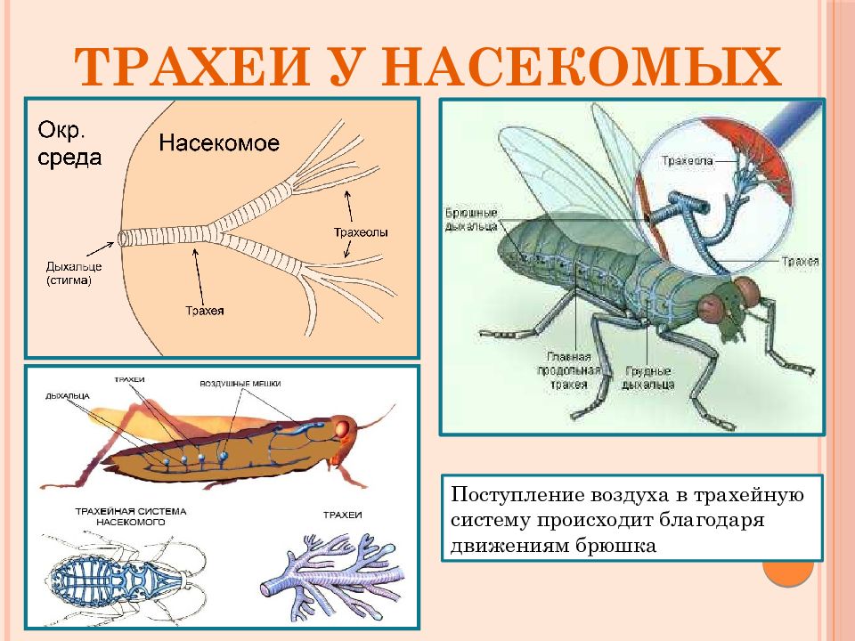 Органы дыхания и газообмен 7 класс презентация