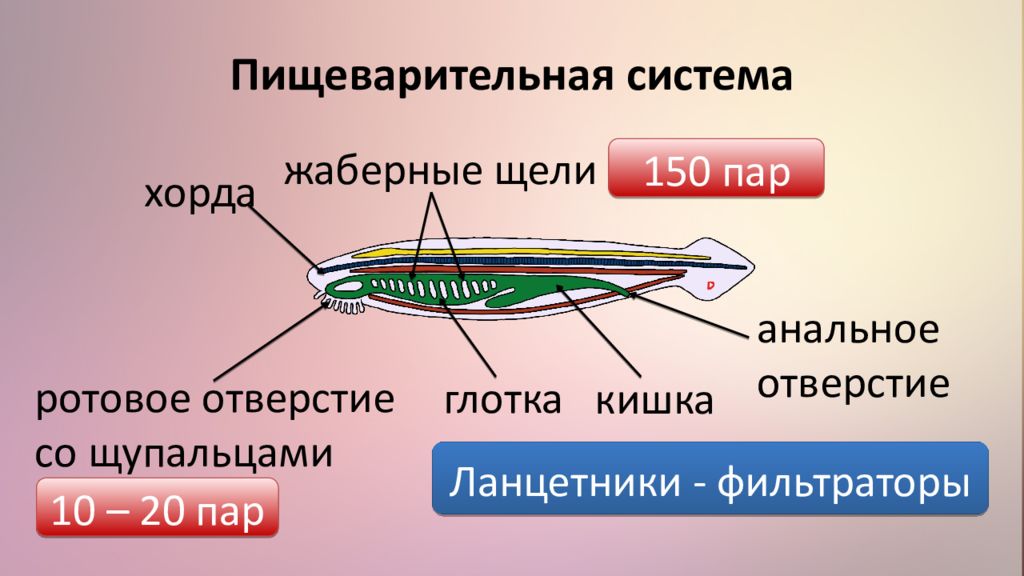 Тип хордовые подтип бесчерепные презентация 7 класс биология