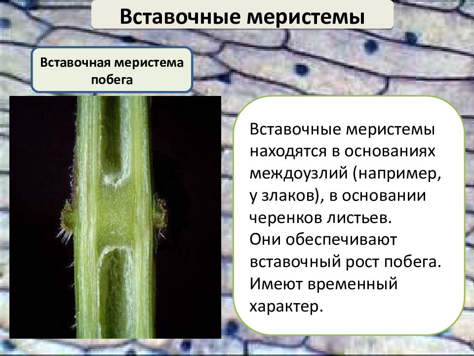 Образовательная ткань растений особенности. Вставочная меристема. Вставочная ткань растений. Вставочная меристема у злаков. Образовательная ткань растений.