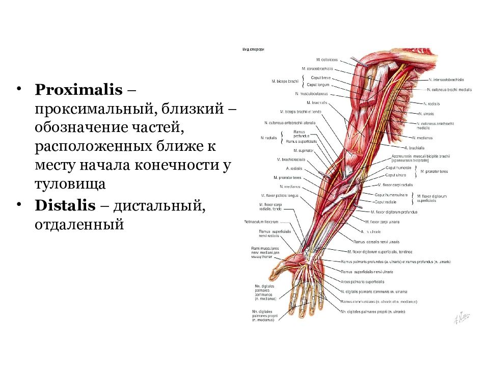 Дистальный отдел мышц. Медиальный латеральный проксимальный. Топографическая анатомия верхней конечности. Проксимальная часть конечности.