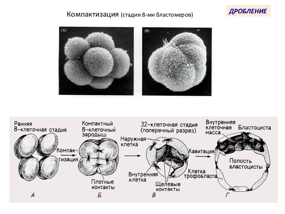 Эмбриогенез человека гистология презентация